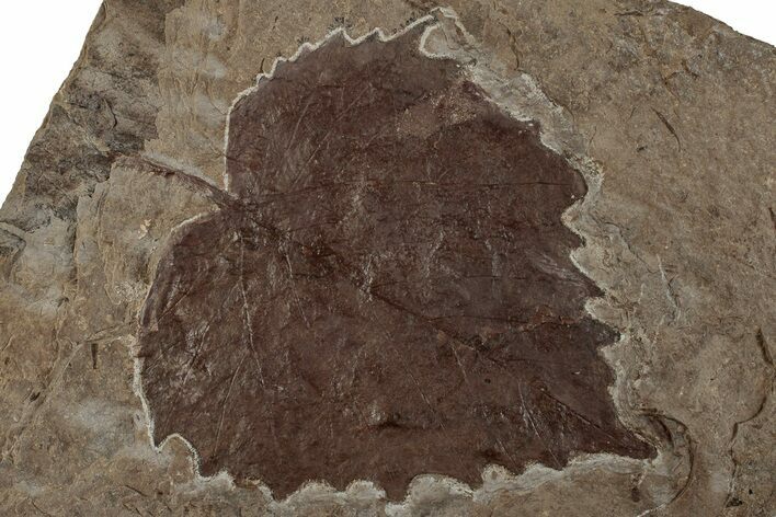 Fossil Sycamore Leaf (Platanus) - Nebraska #262304